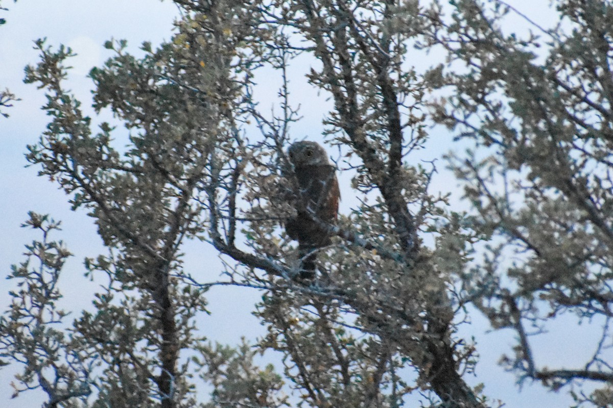 Northern Pygmy-Owl - ML173803391