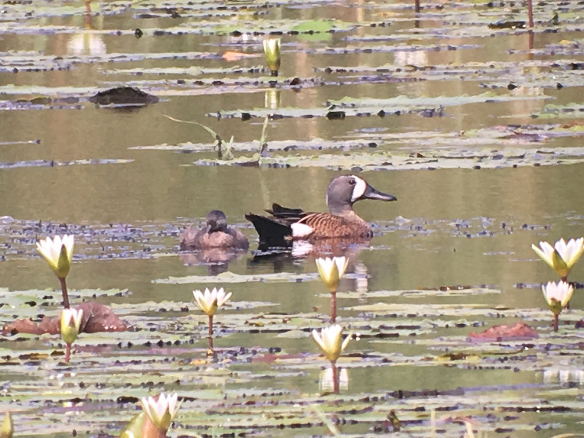 Least Grebe - ML173803661