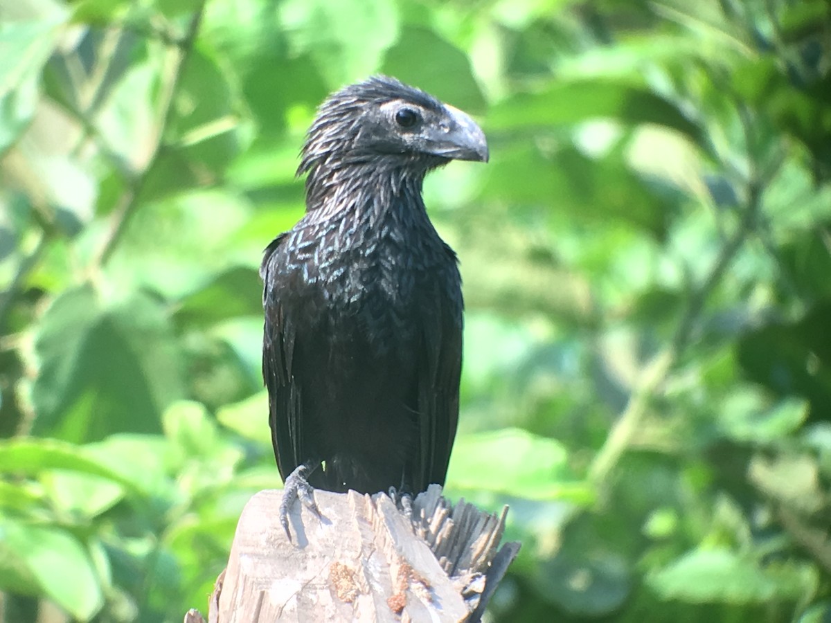 Groove-billed Ani - ML173803711