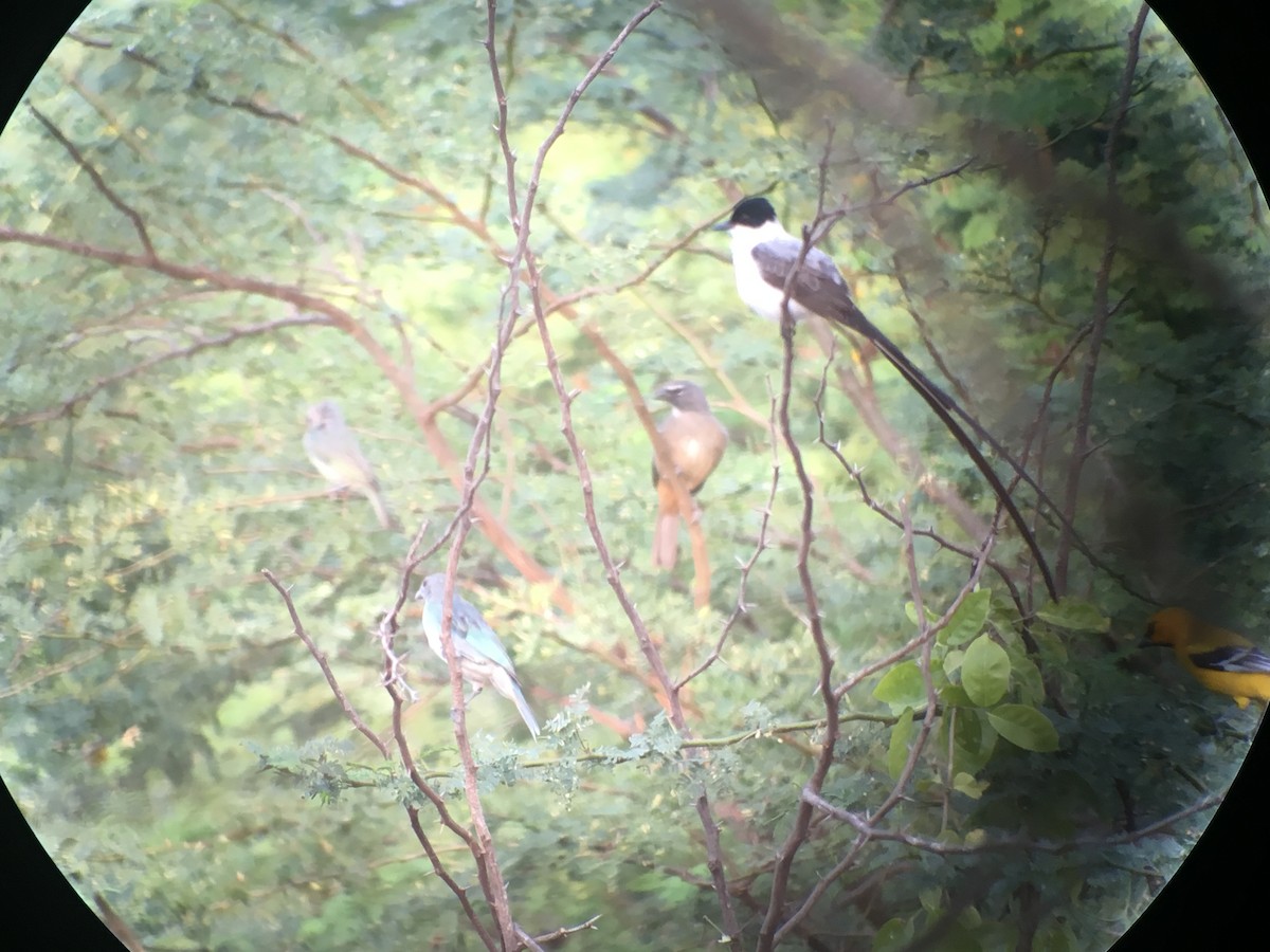 Fork-tailed Flycatcher - ML173803911