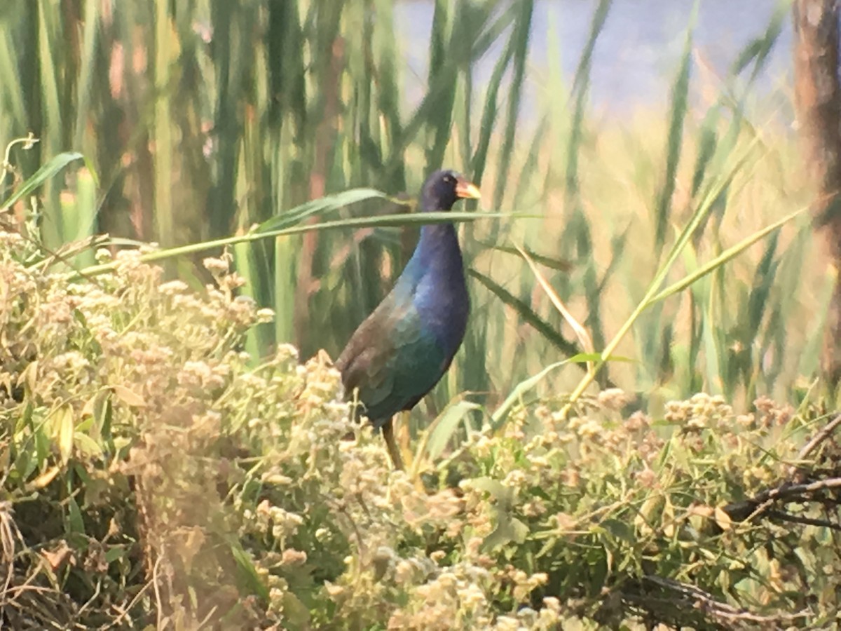 Purple Gallinule - ML173803951