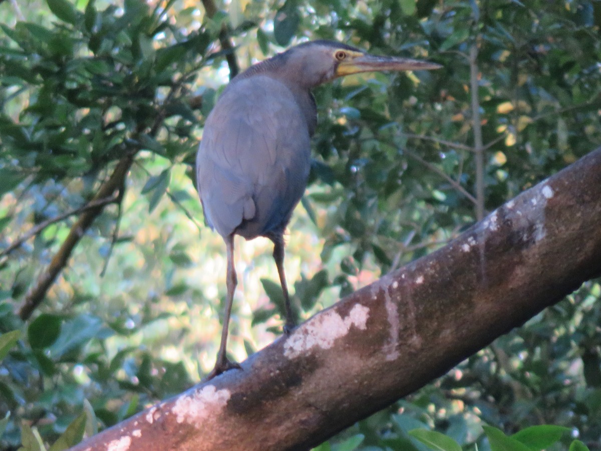 Bare-throated Tiger-Heron - ML173804011