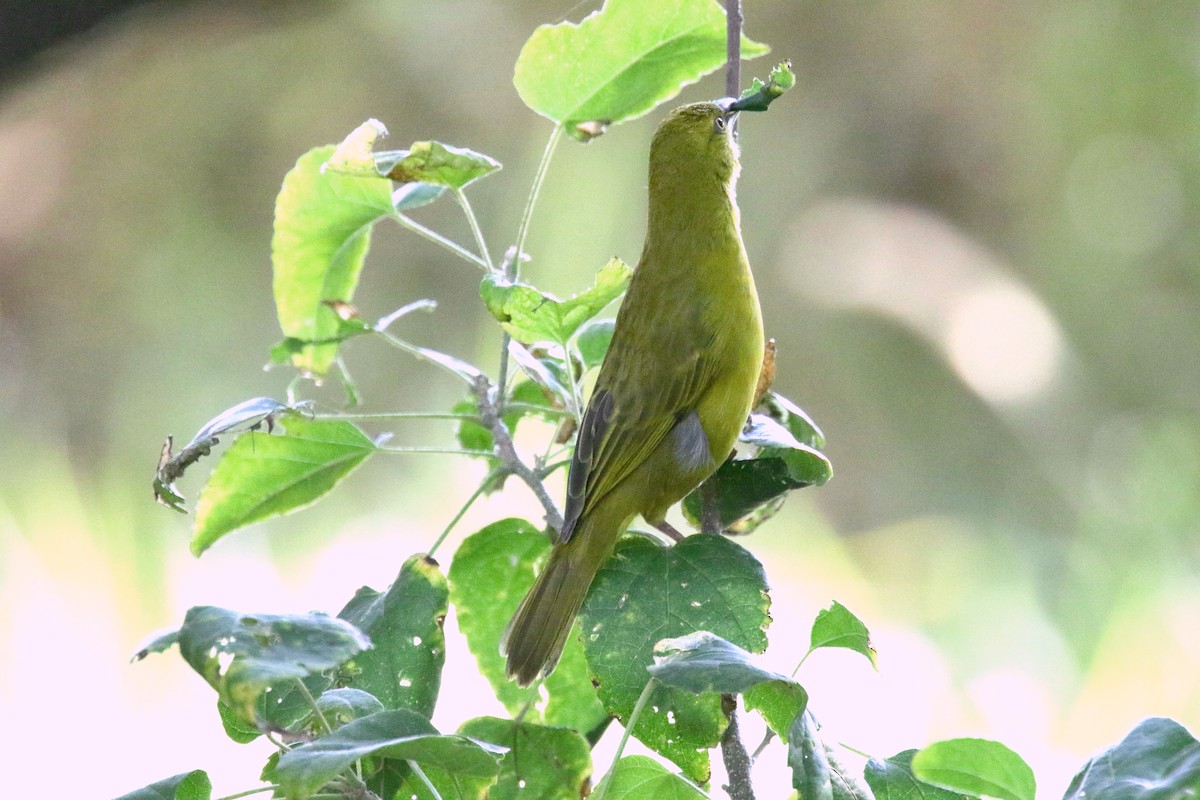 Holub's Golden-Weaver - ML173804041