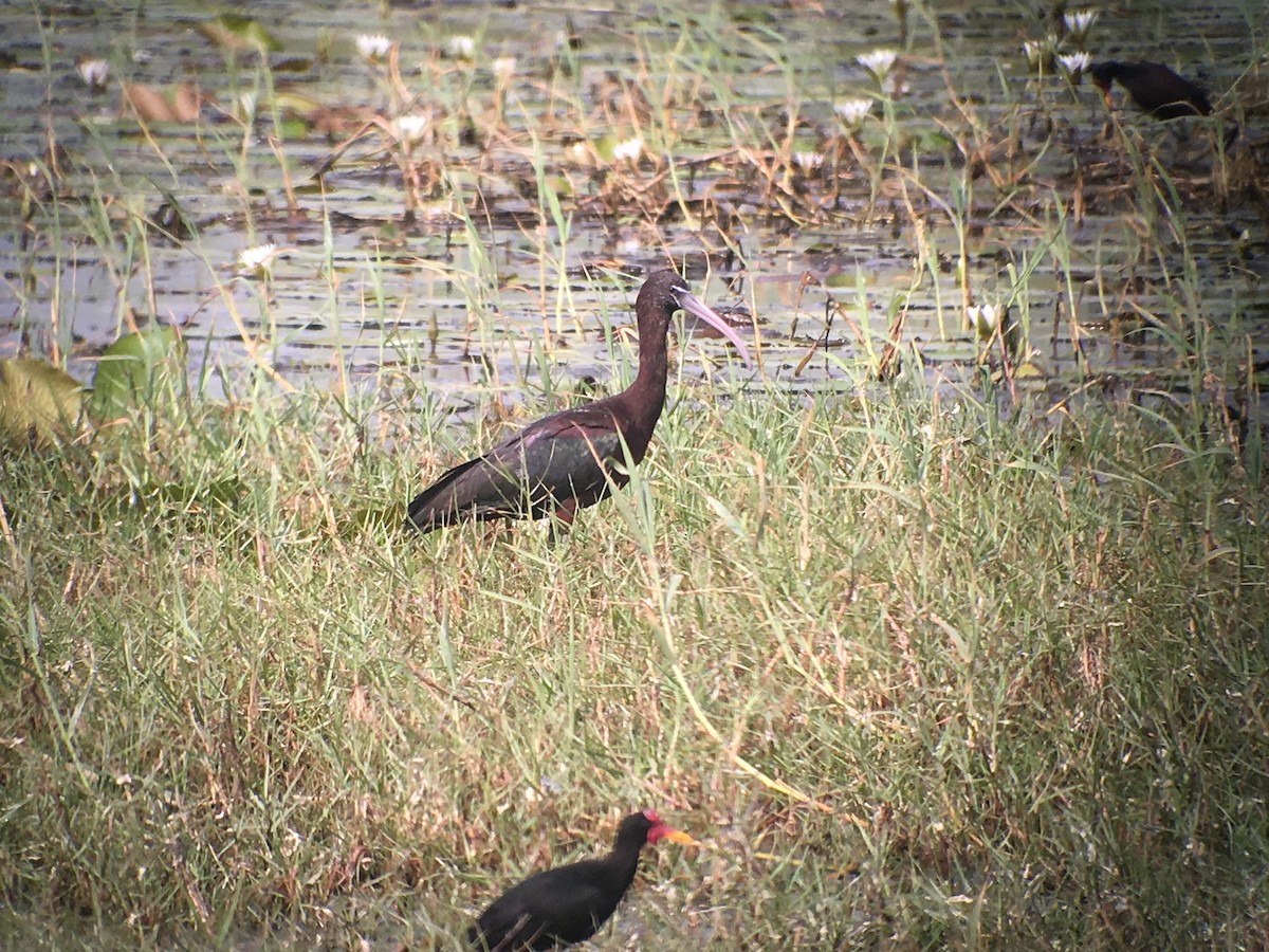 ibis hnědý - ML173804051
