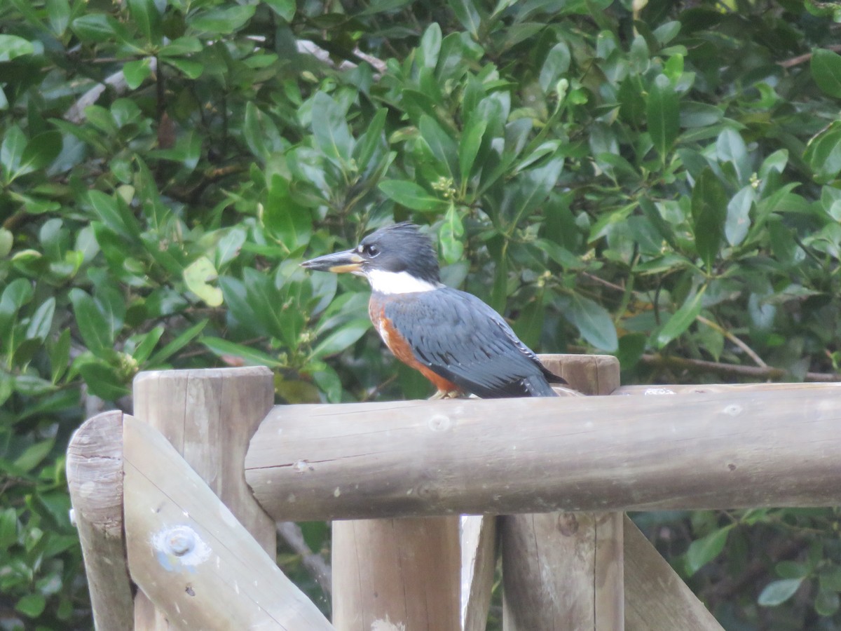 Ringed Kingfisher - ML173804071