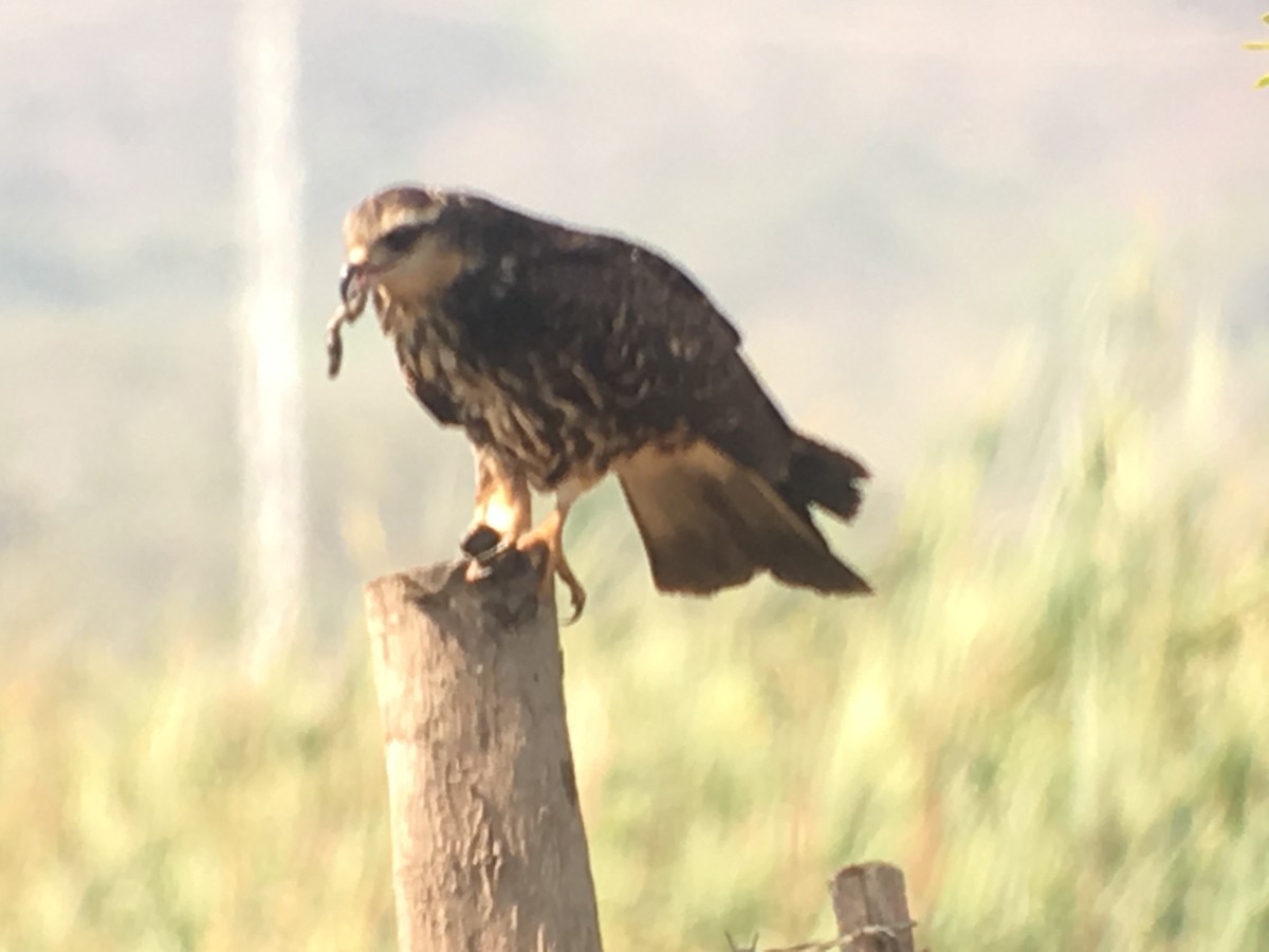 Snail Kite - ML173804081