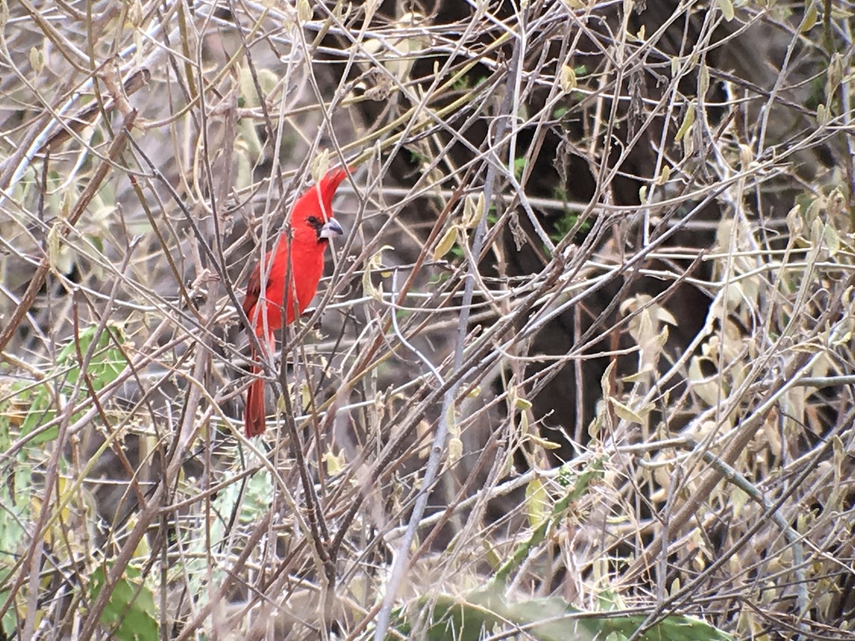 Vermilion Cardinal - Michele Burnat