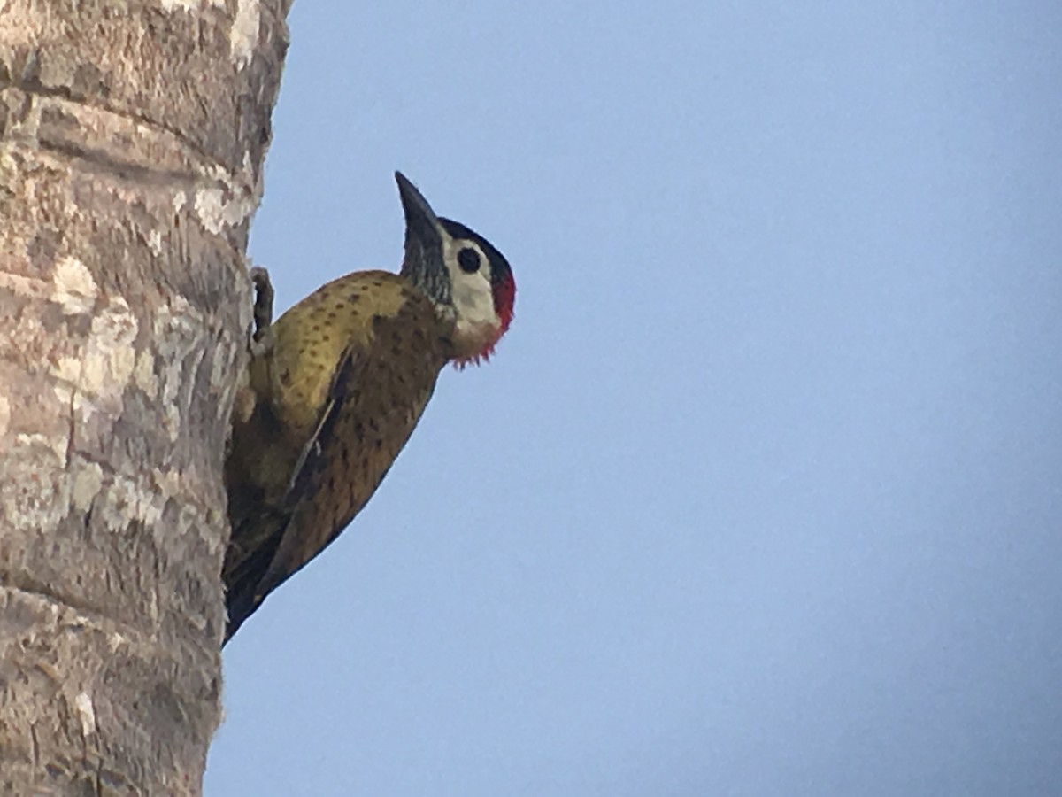 Spot-breasted Woodpecker - ML173806981