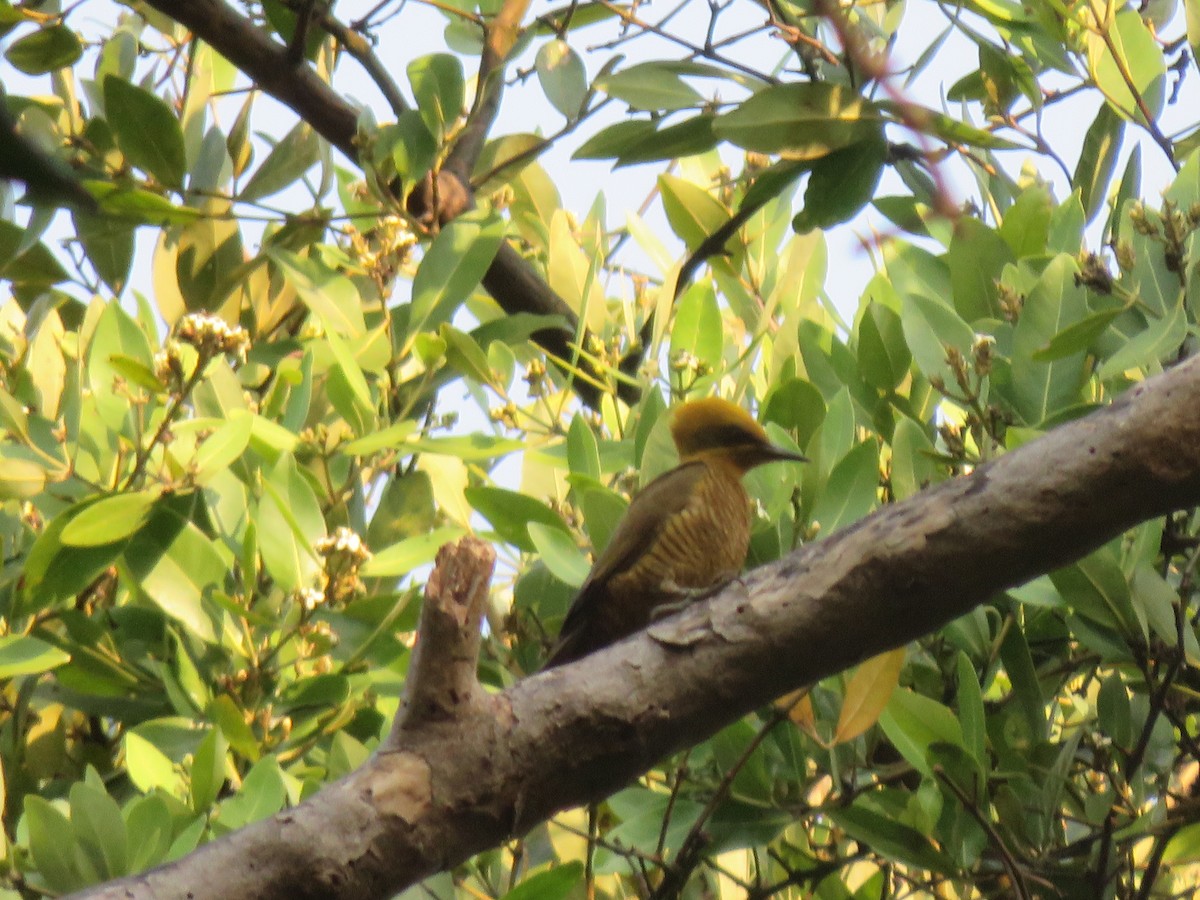 Golden-green Woodpecker - ML173807351