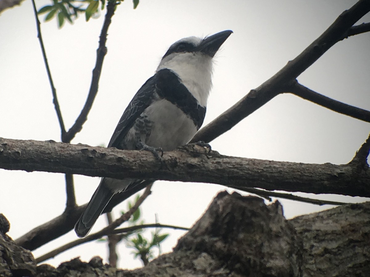 White-necked Puffbird - ML173807451