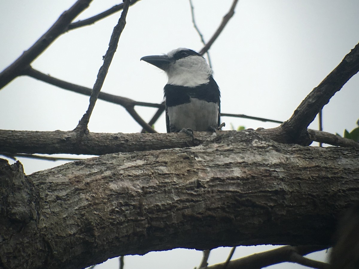 White-necked Puffbird - ML173807461