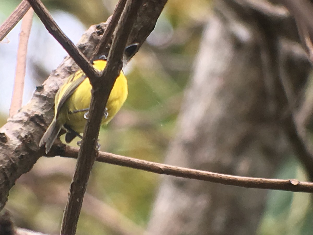 Black-headed Tody-Flycatcher - ML173807561