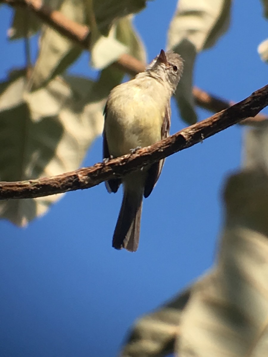 Yellow-bellied Elaenia - ML173807631