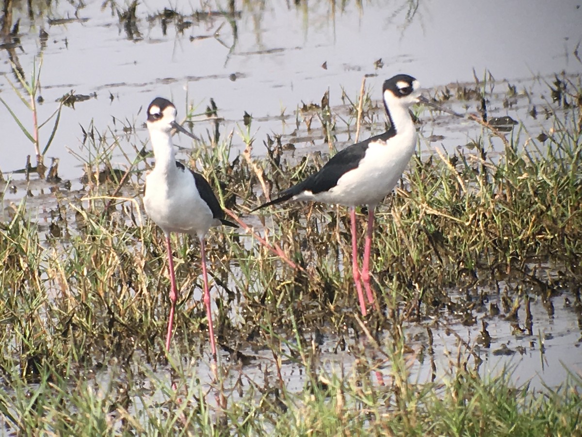 Black-necked Stilt - ML173807851