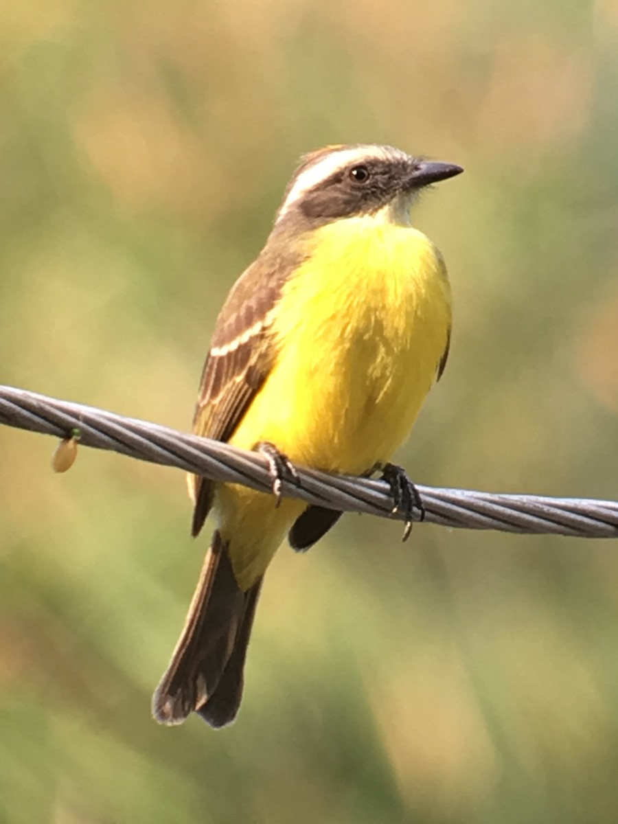 Social Flycatcher - ML173807911