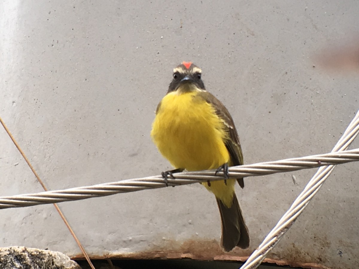 Social Flycatcher - ML173807921