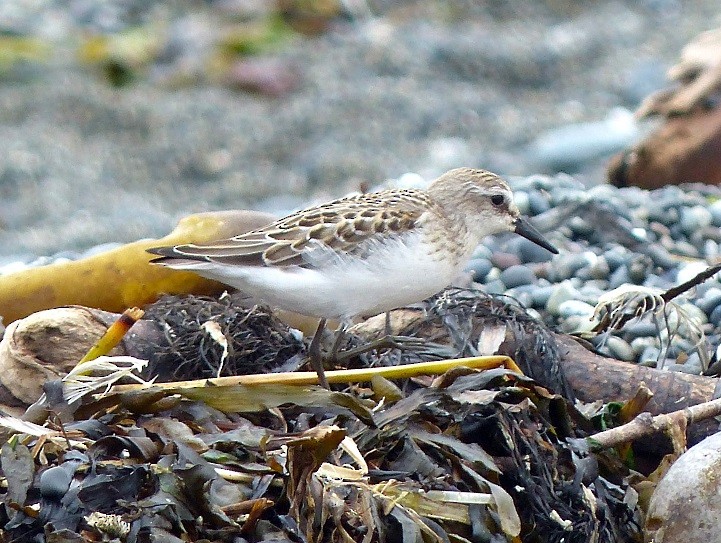 Semipalmated Sandpiper - ML173808061