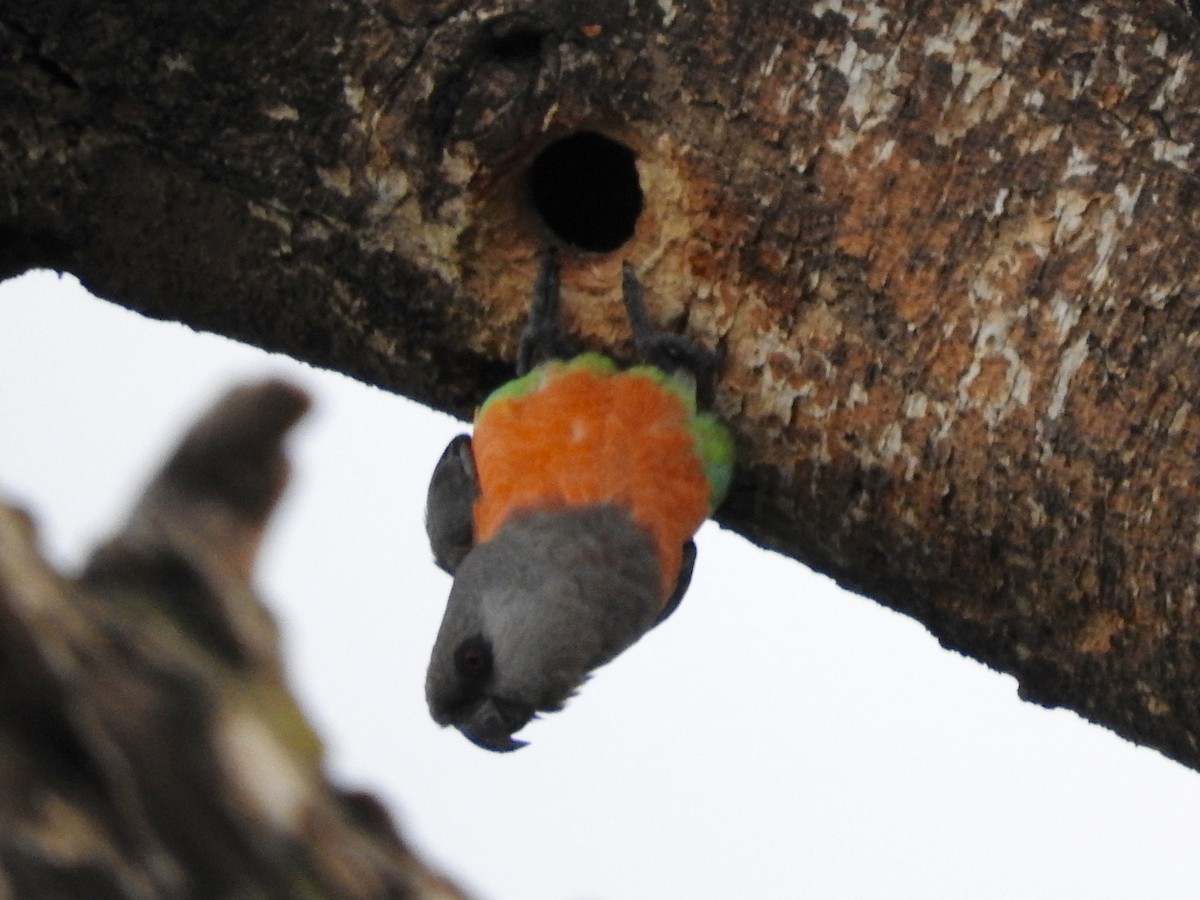 papoušek oranžovoprsý - ML173808151