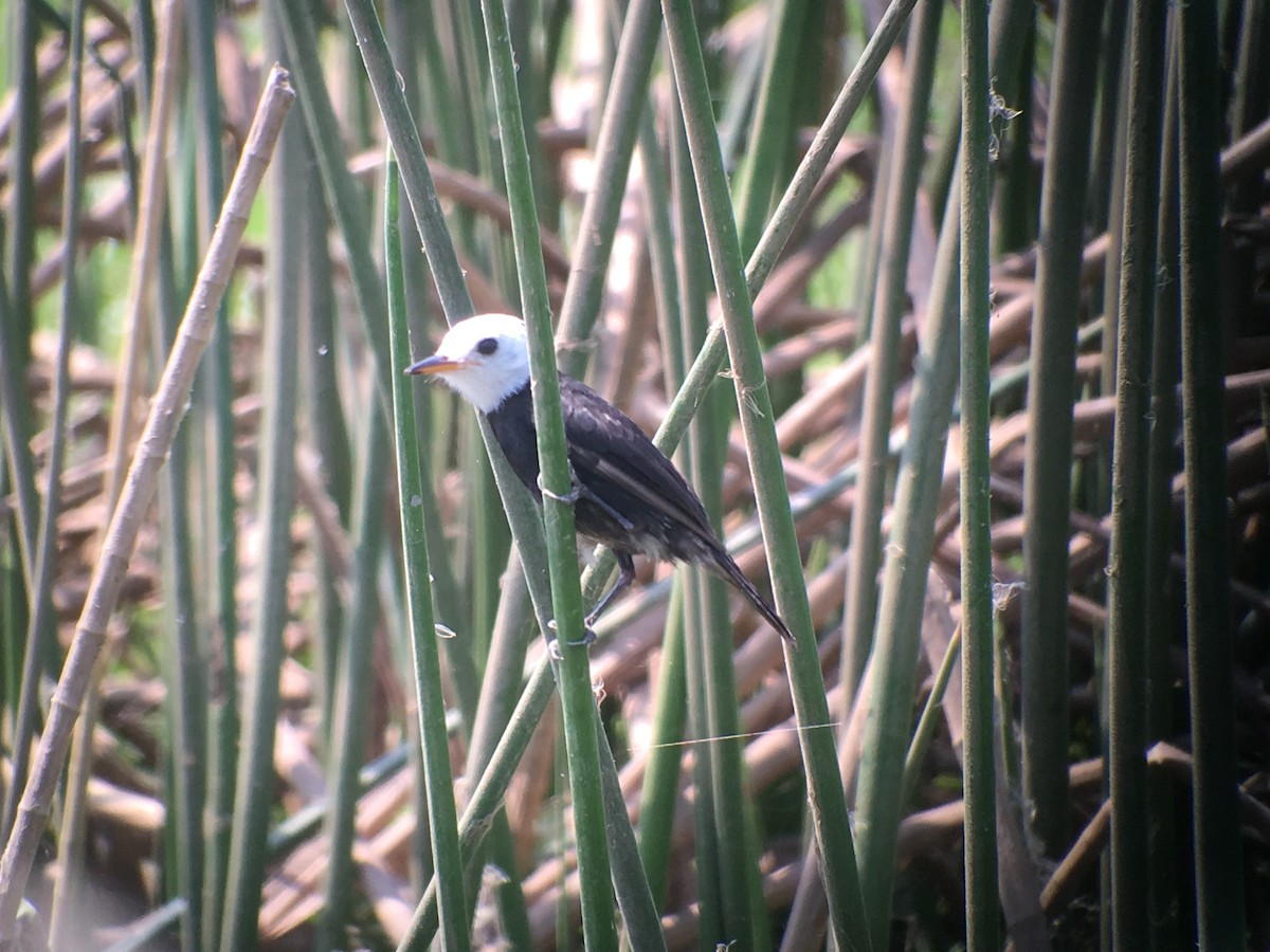 White-headed Marsh Tyrant - ML173808261