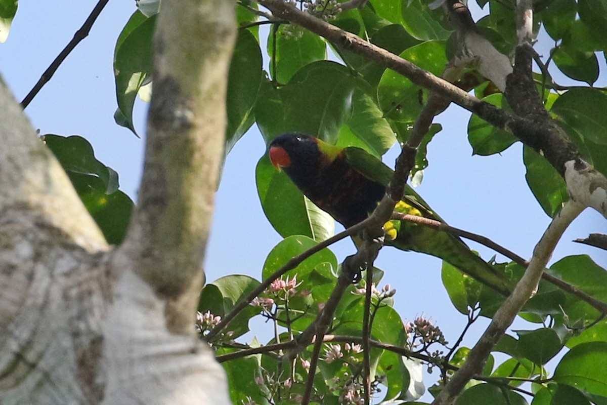 Biak Lorikeet - ML173808291