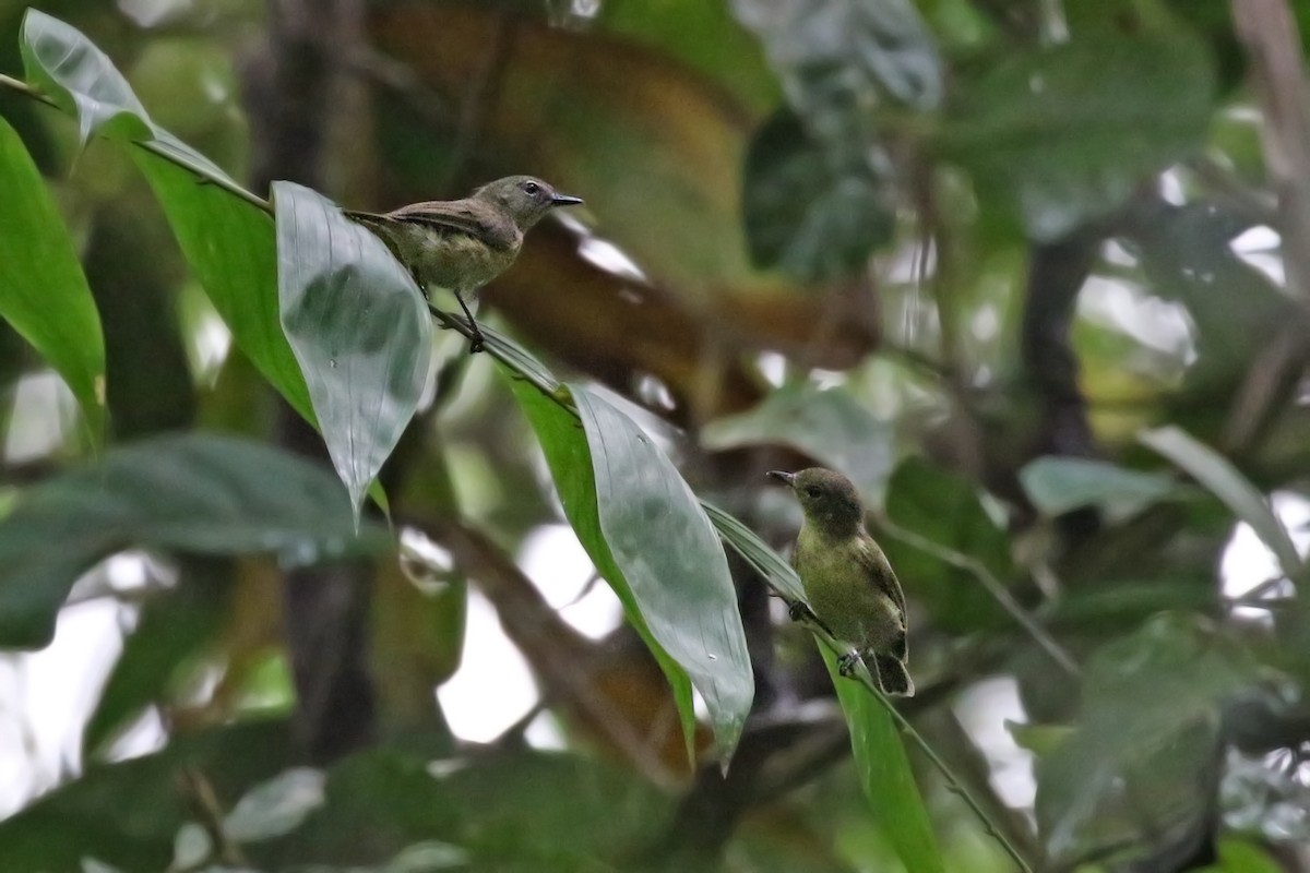 Biak Gerygone - ML173808711