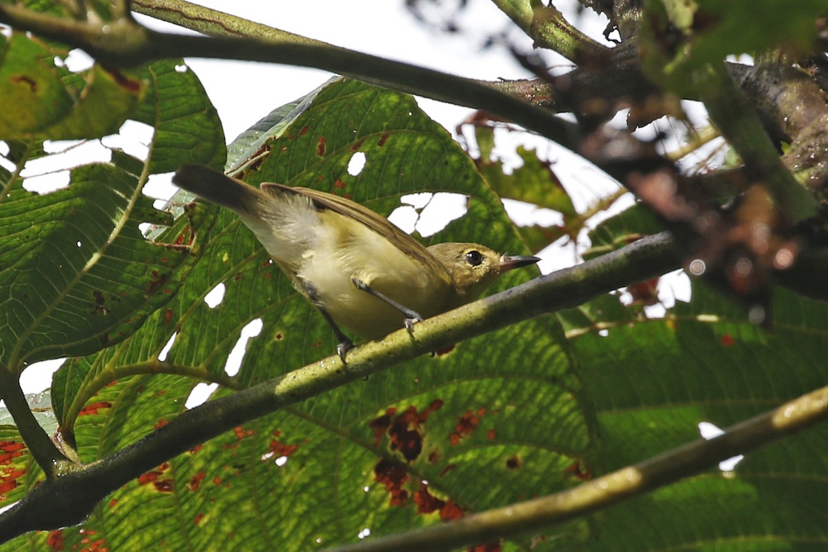 Biak Gerygone - Charley Hesse TROPICAL BIRDING