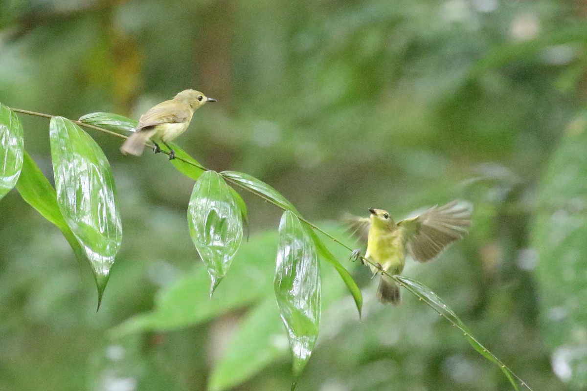 Biak Gerygone - ML173808731