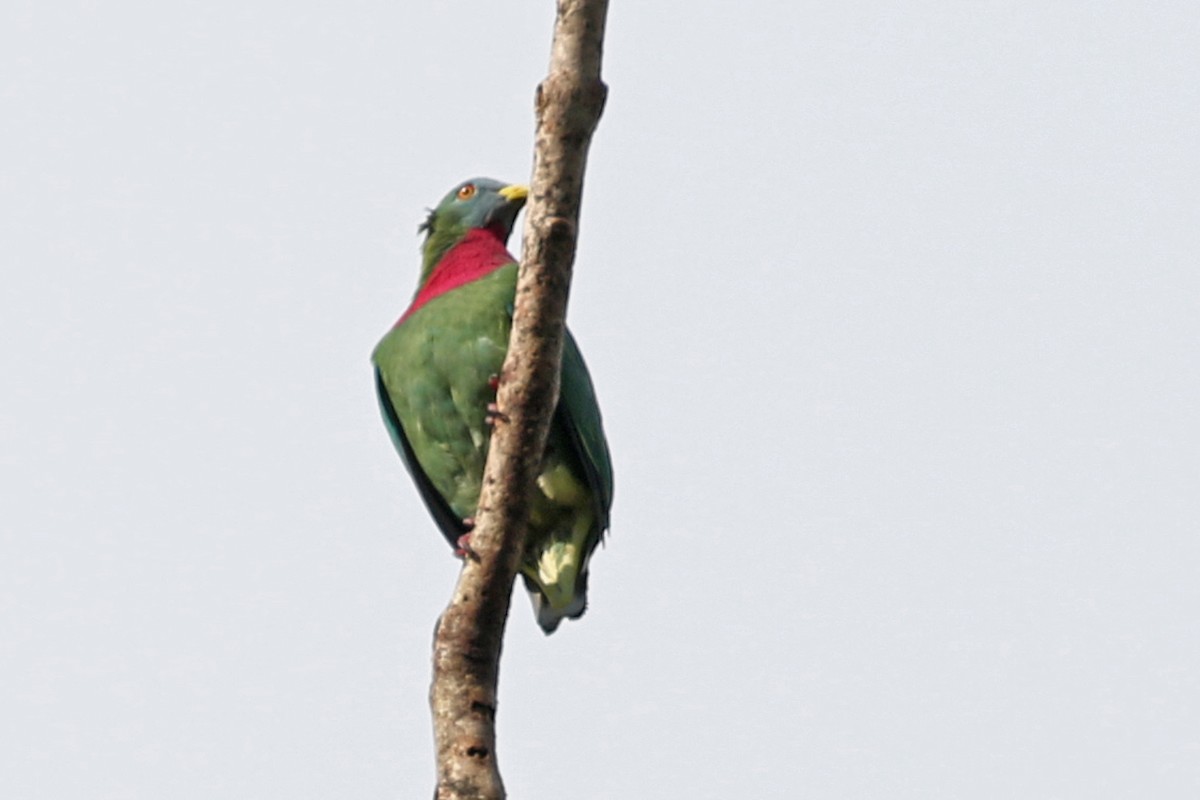 Claret-breasted Fruit-Dove - ML173808761