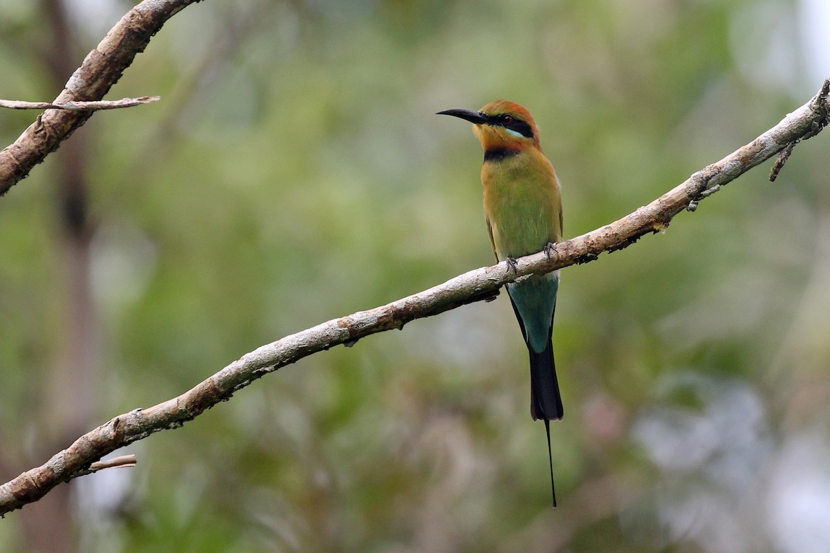 Rainbow Bee-eater - Charley Hesse TROPICAL BIRDING
