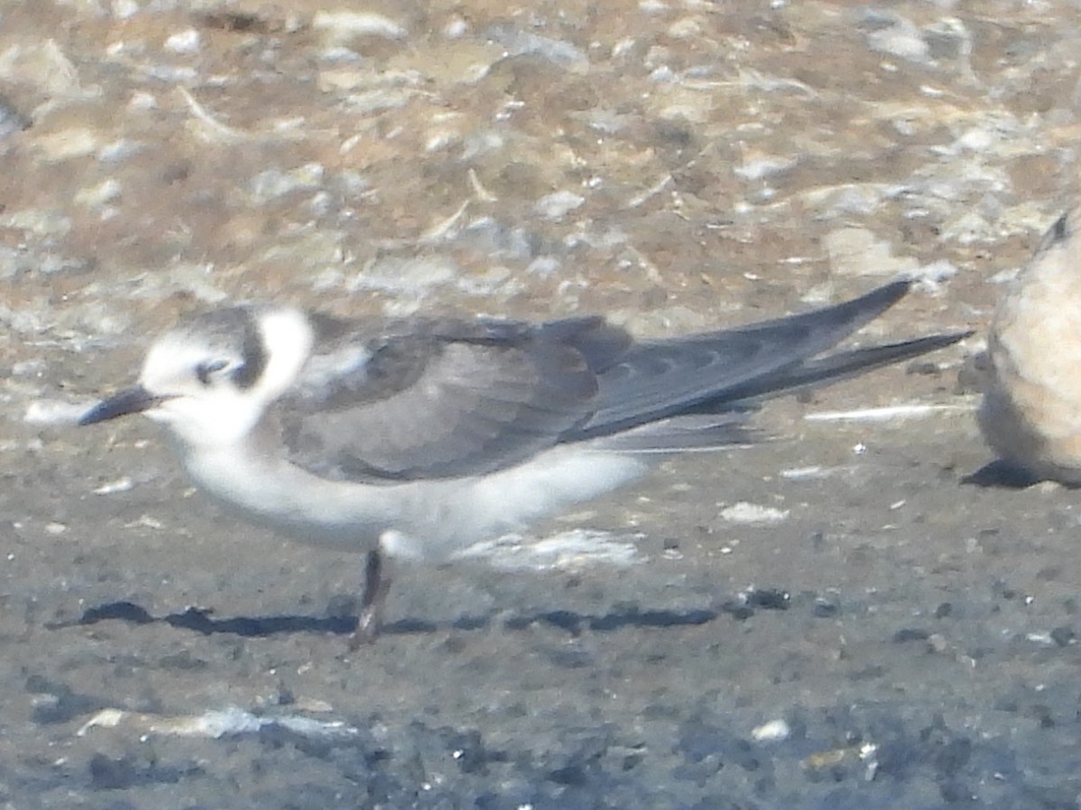 Black Tern - Srikant Char