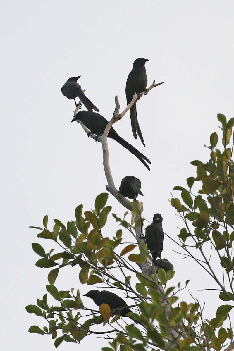 Long-tailed Starling - ML173809301