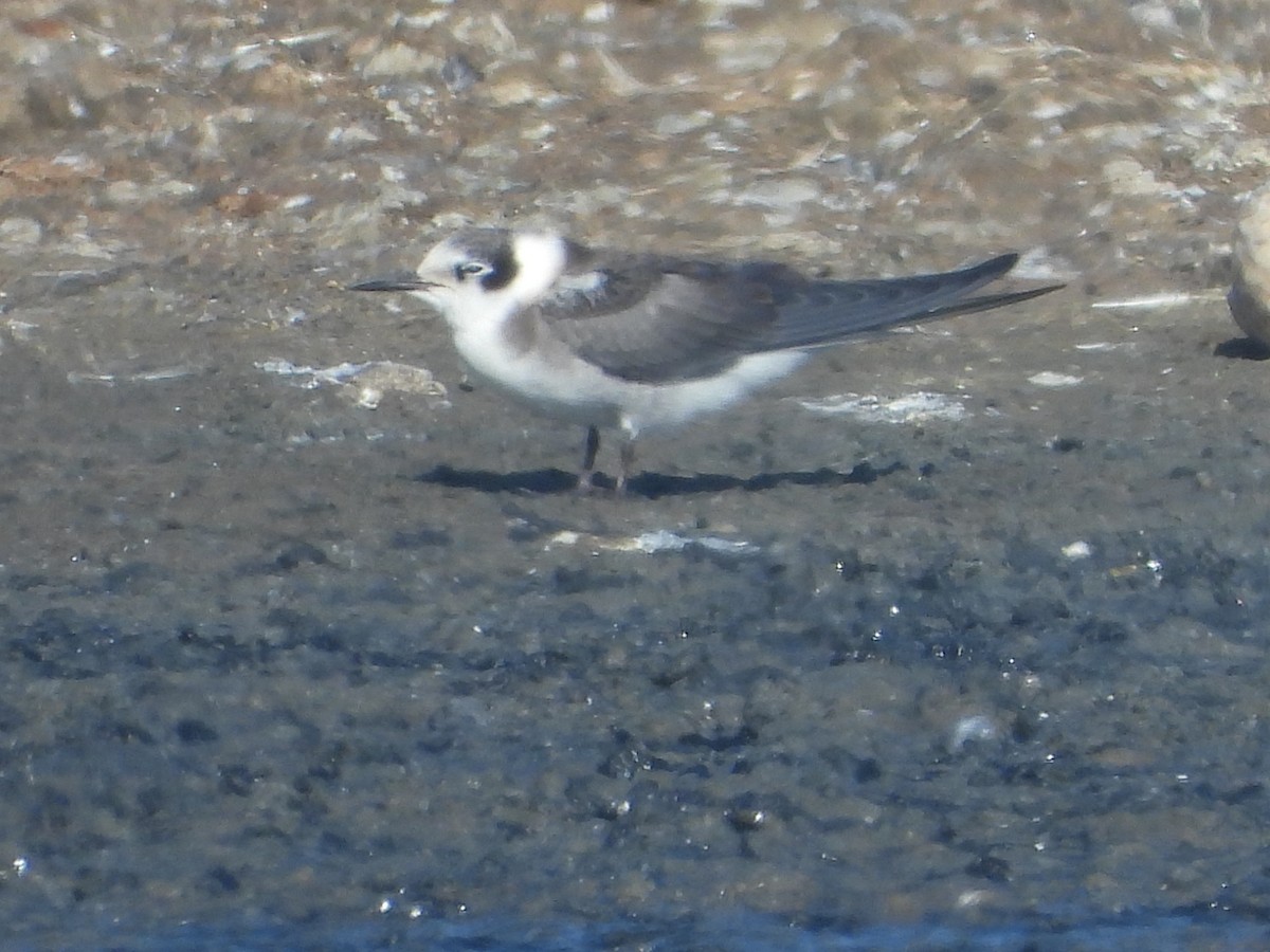 Black Tern - Srikant Char