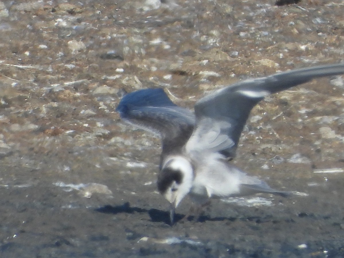 Black Tern - Srikant Char