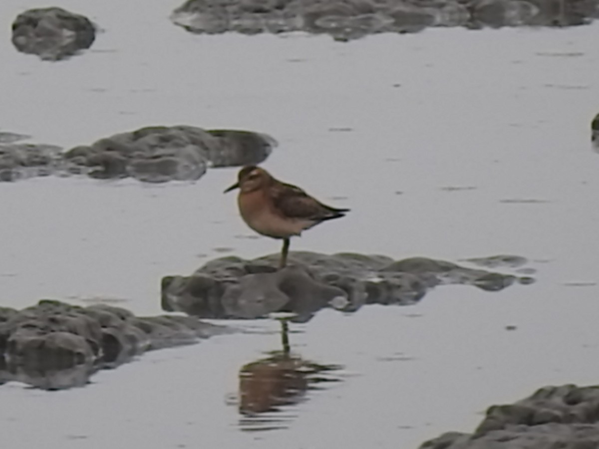 Sharp-tailed Sandpiper - ML173810231