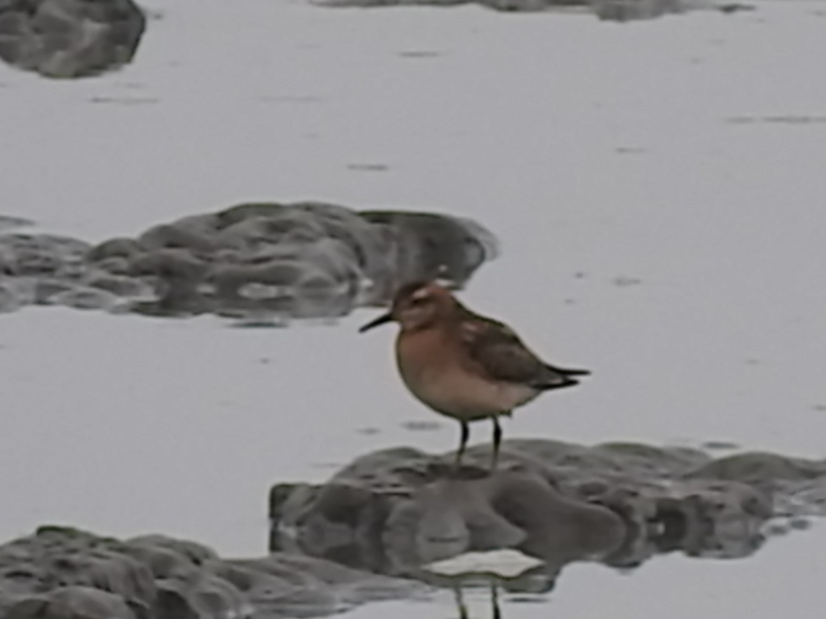 Sharp-tailed Sandpiper - ML173810251