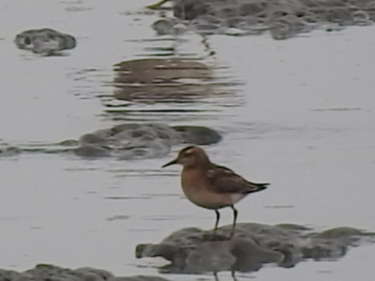 Sharp-tailed Sandpiper - Laura Burke