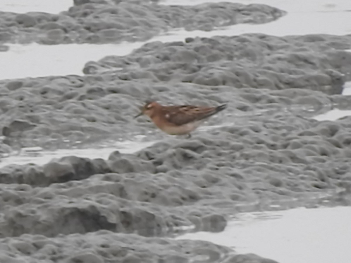 Sharp-tailed Sandpiper - ML173810411