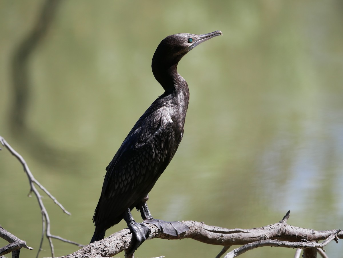 Little Black Cormorant - ML173810781