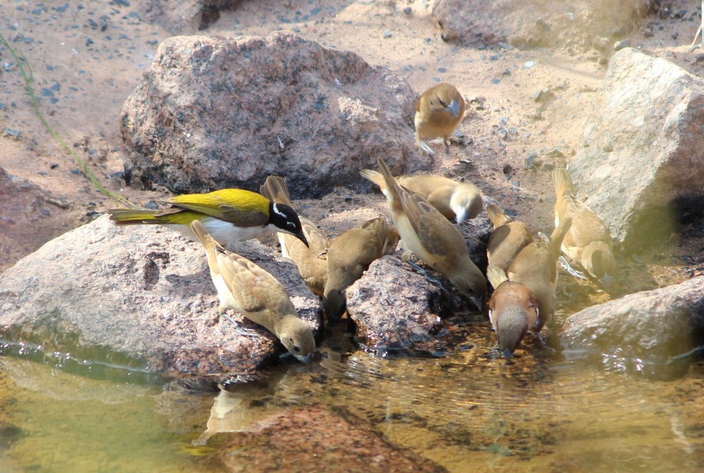 White-throated Honeyeater - ML173811051