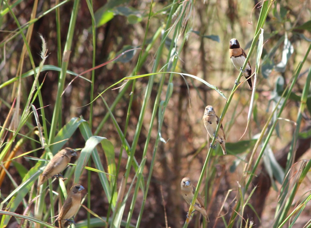 Chestnut-breasted Munia - ML173811221