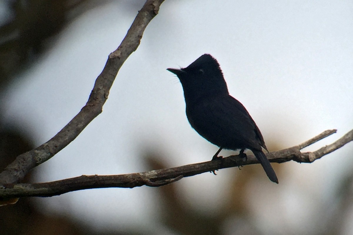 Biak Flycatcher - ML173811751