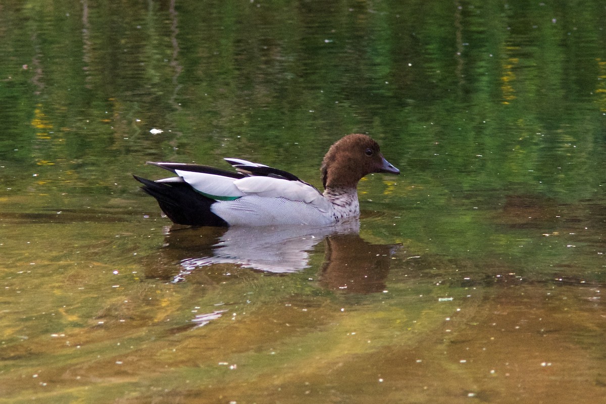 Canard à crinière - ML173813401