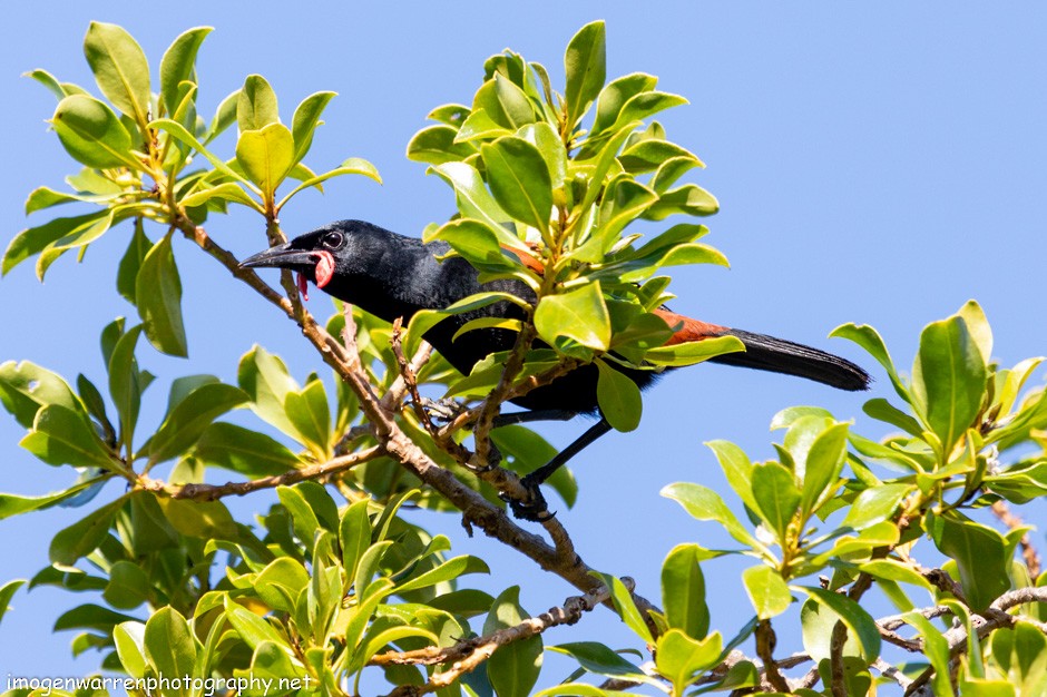 Tieke de Isla Norte - ML173814231