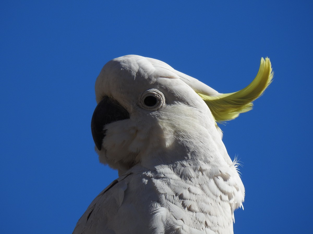 Sulphur-crested Cockatoo - ML173814721