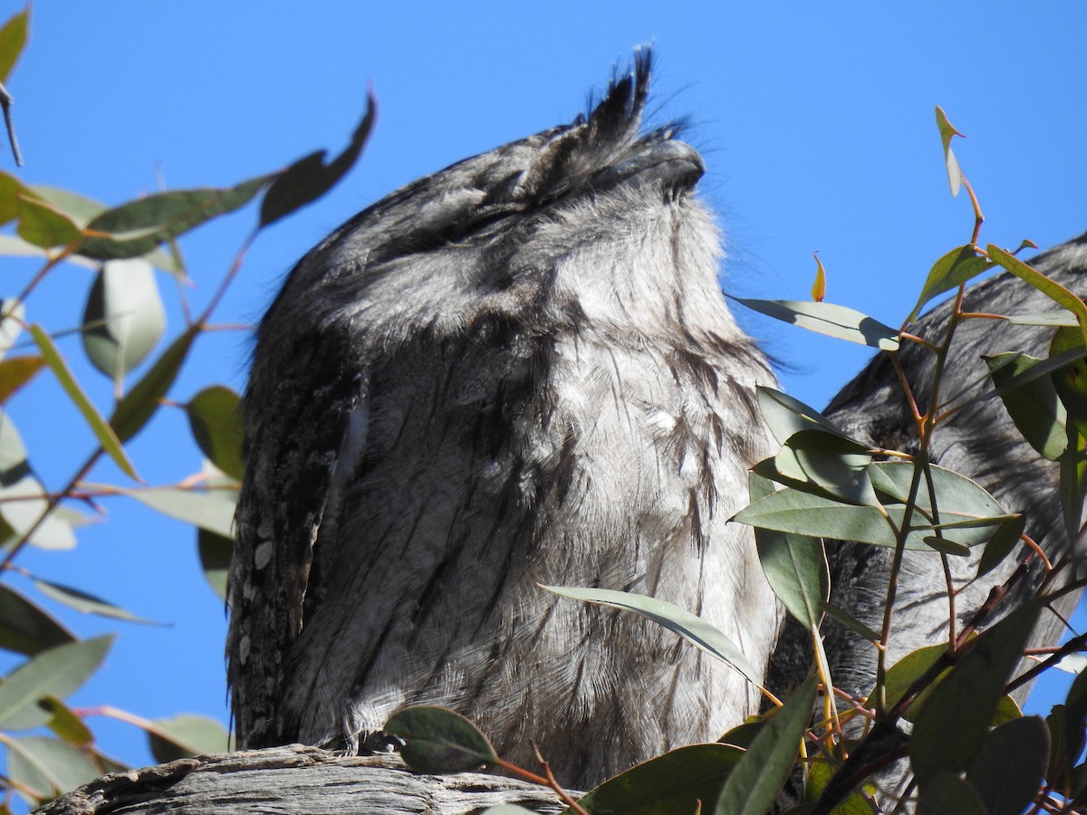 Tawny Frogmouth - ML173814751