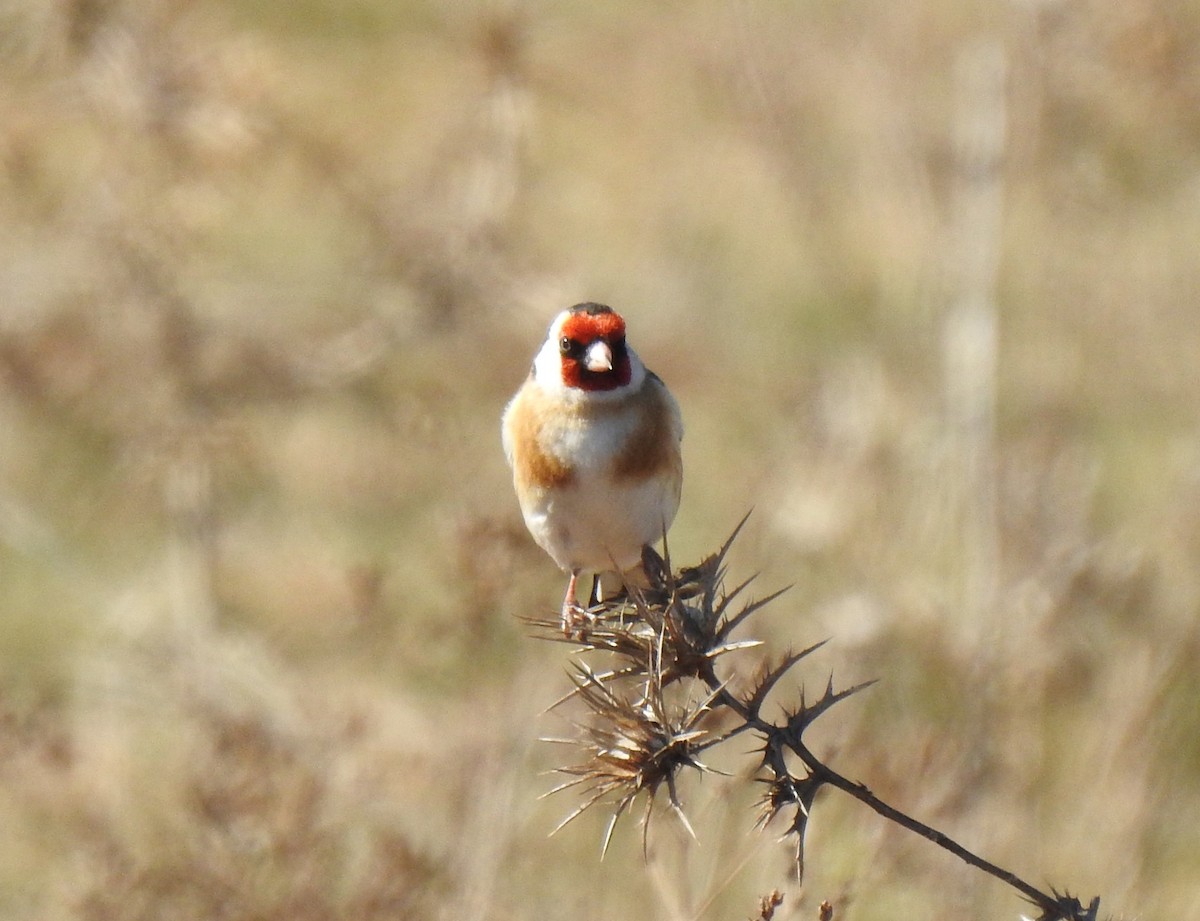 European Goldfinch - ML173814801