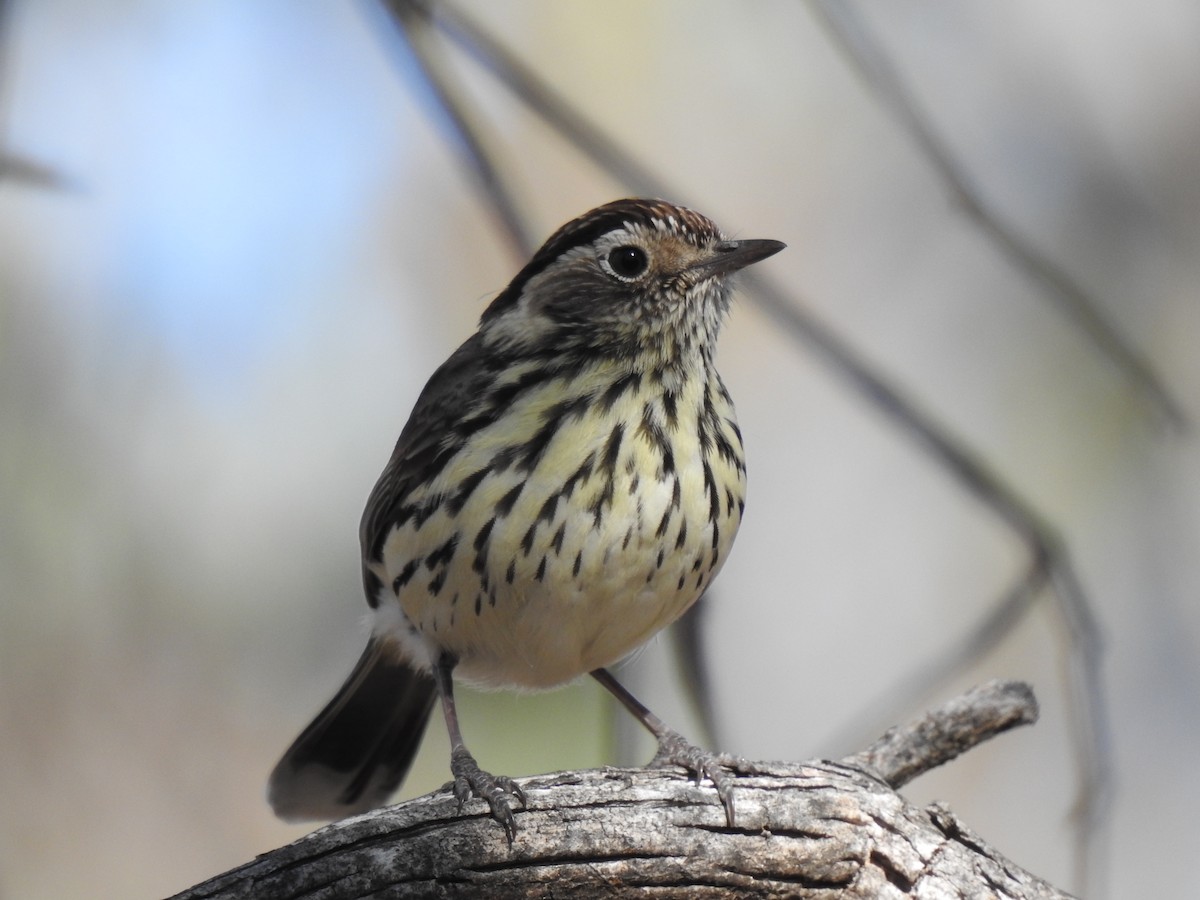 Speckled Warbler - Liam Manderson