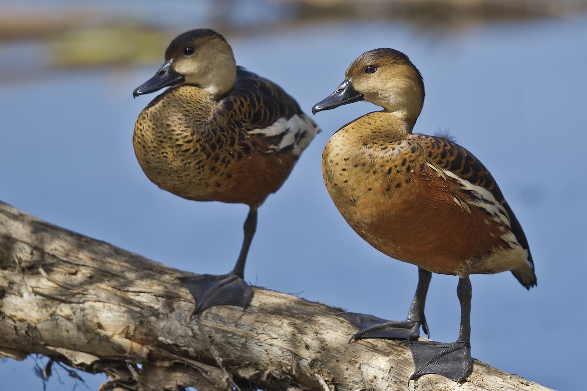 Wandering Whistling-Duck - Mat Gilfedder