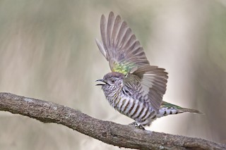 Shining Bronze-Cuckoo