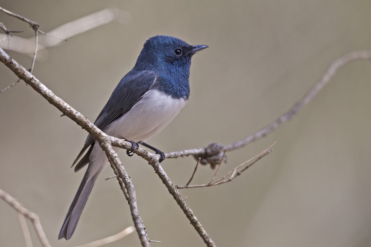 Leaden Flycatcher - ML173816121